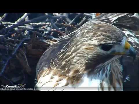 Cornell RTH 'Departure Provides Egg Close Up' 11:26 am _4.18.13_