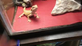preview picture of video 'Baby Bearded Dragon is REALLY Hungry!!'