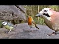 Movie For Cats - Little Birds in The Forest Garden