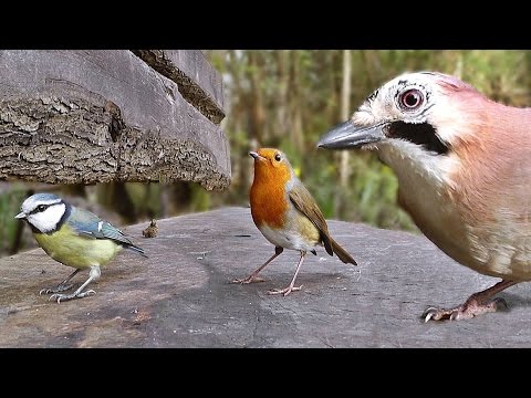 Film Pour Chats - Oiseaux dans le Jardin de la Forêt