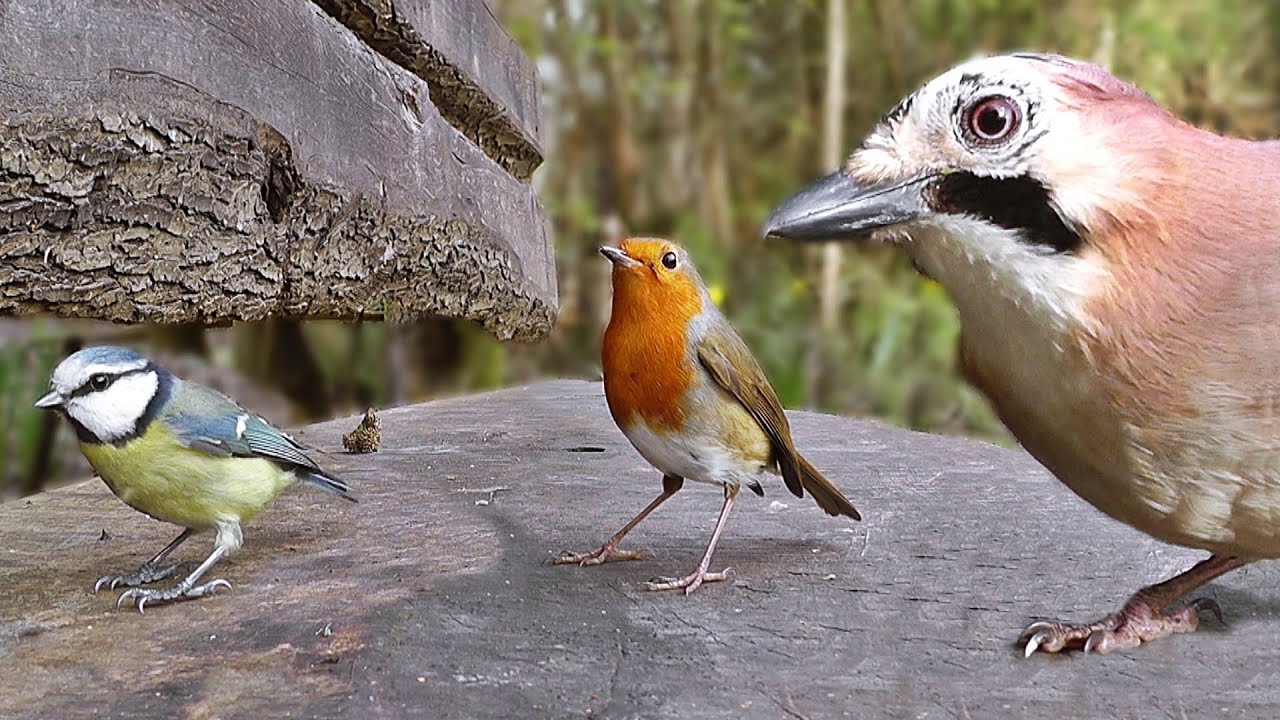 Movie For Cats - Little Birds in The Forest Garden
