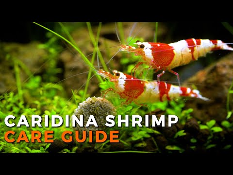 Caridina Shrimp beginner care guide bee shrimp