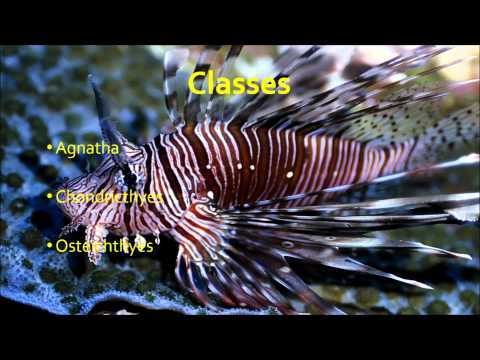 Filo Chordata - Características e Representantes