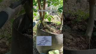 Download lagu Eksekusi bahan bonsai SERUT #bonsai #serut #bahanbonsaiserut mp3 Download lagu Eksekusi bahan bonsai SERUT #bonsai #serut #bahanbonsaiserut mp3