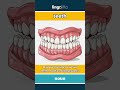 teeth (noun) - definition and usage in English