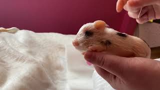 Opening a silicone pig!