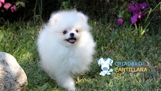preview picture of video 'Pomeranias Blancos de Criadero Cantillana'