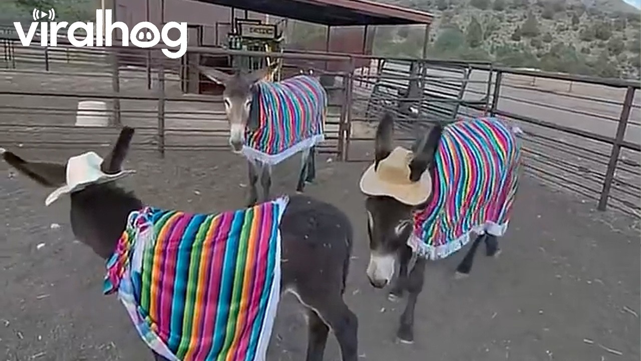 Donkeys in Panchos and Hats || ViralHog