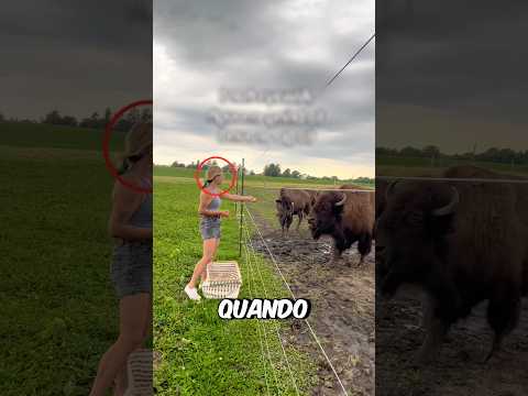 Ela ALIMENTOU os Bisões! #curiosidades #incrível #animal