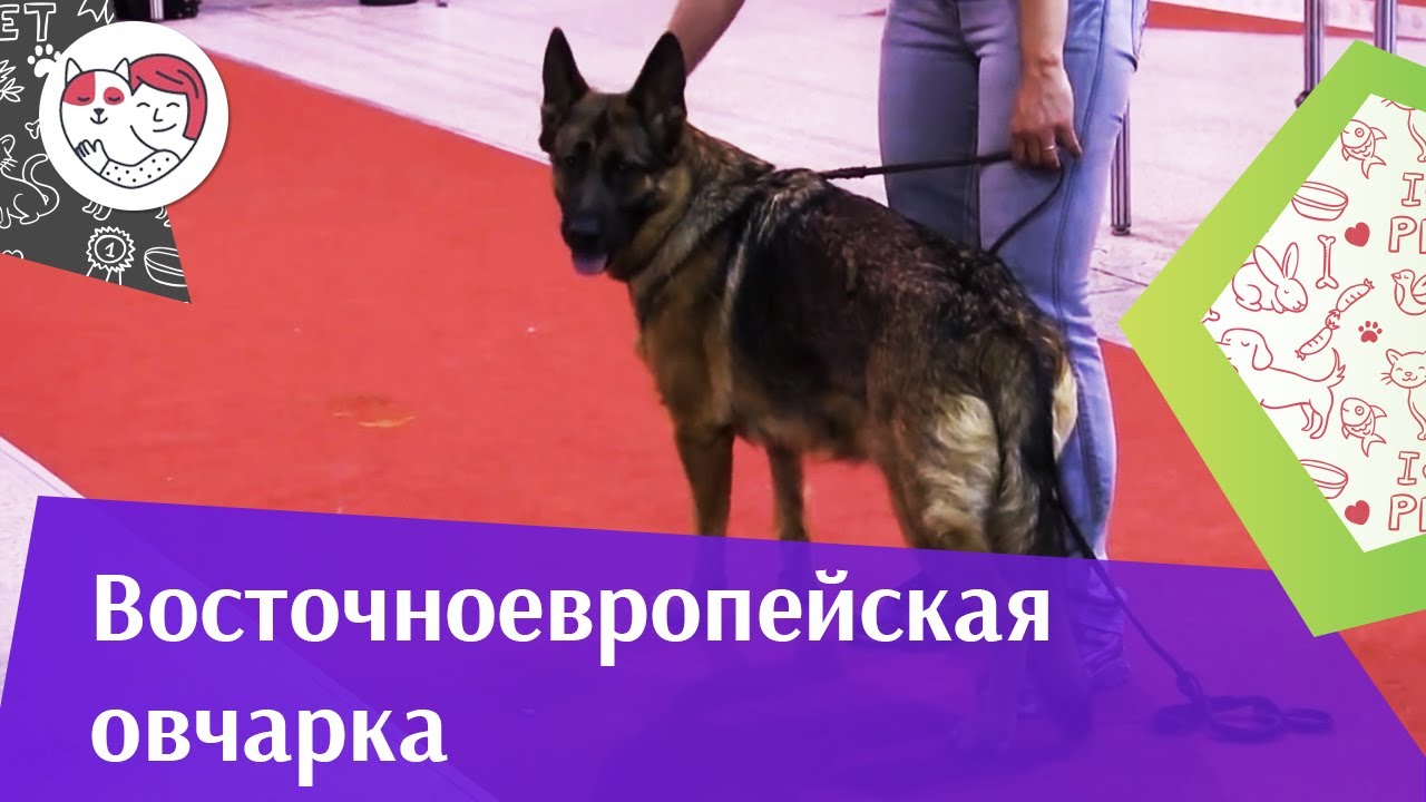 Восточноевропейская овчарка на ilikepet