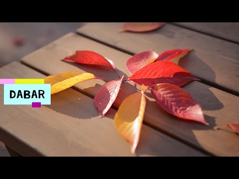 Darius Mileris Nojus "Dabar"