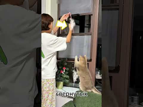 Кот-охотник за золотом?! 🐾🪙 Ставьте лайки и подписывайтесь, чтобы увидеть, что он найдет дальше!