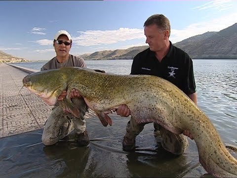Lake Escapes - Mequinenza Spain - Catfish - Matt Hayes