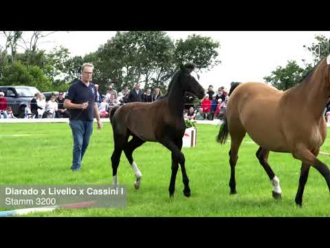 Fohlenprämierung Föhr 2020 | Hengst | St. 3200 | Diarado x Livello x Cassini I Ocke Riewerts