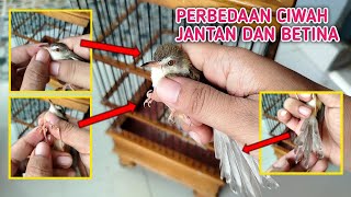 Download lagu HOW TO DISTINGUISH MALE AND FEMALE CIBLEK SAWAH EASILY‼️100% accurate mp3 Download lagu HOW TO DISTINGUISH MALE AND FEMALE CIBLEK SAWAH EASILY‼️100% accurate mp3