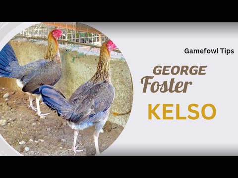 "George Foster Kelso Bloodlines: Legacy of Strength and Heritage"