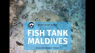 Best Scuba Diving - Maldives, Fish Tank