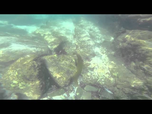 Snorkeling at la jolla cove