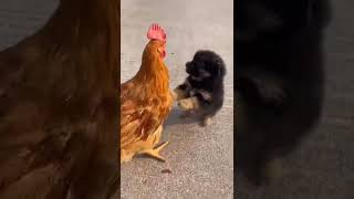 At Last you Will laugh🐶🐔🤣🤣 #funnyanimal #funnydog #funnychicken #animalfight