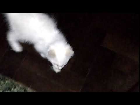 Datos y curiosidades sobre los gatos ALBINOS ♥️♥️♥️♥️♥️