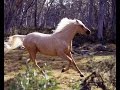 Bytes The Silver Brumby
