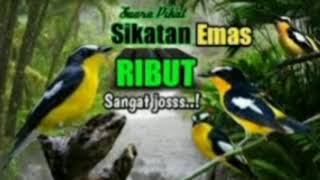 Download lagu Suara Pikat Burung Sikatan Emas Ribut Sangat Ampuh mp3