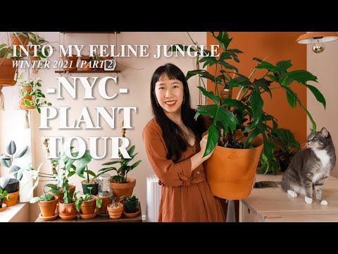 Plant Tour Winter 2021l NYC Apartment 100+ Houseplant Collection Pt. 2