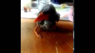 Download lagu MASTERAN TENGKEK UDANG masih anakan mp3