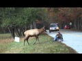 Elk vs. Photographer | Great Smoky Mountains ...