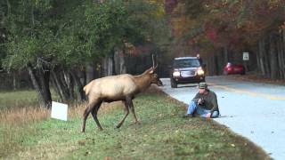 Elk vs. Photographer | Great Smoky Mountains National Park