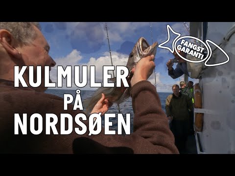 Kulmulefiskeri på Nordsøen med Fangstgaranti
