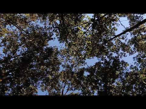 Into the woods !  Cinematic B-Roll 🍂