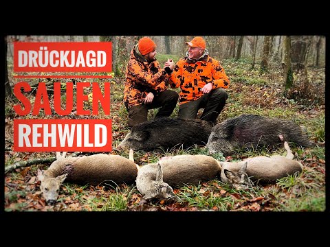 DRÜCKJAGD 2025 auf SAUEN REHWILD & RAUBWILD | Achtung überall Rehe | SCHWARZWALDHUNTERS
