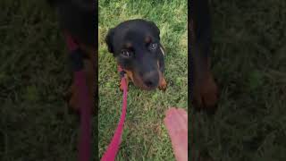 Video preview image #1 Rottweiler Puppy For Sale in Mooresville, NC, USA