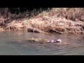 River otters in Mendocino (Big River) 