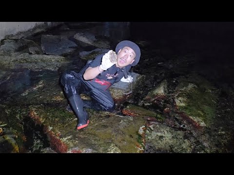 혼자 밤에 잡은 비싼 생물들로 라온이 밥을 만들어 먹여보자!