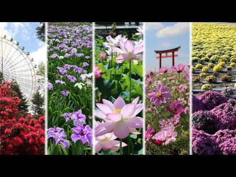 伊勢崎市の花の名所紹介