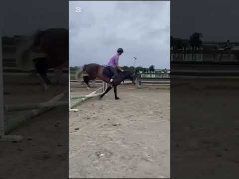 3 Year Old Connemara Gelding Broken and Riden - Image 2