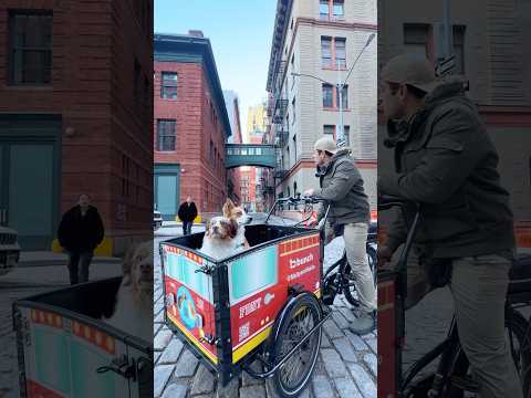 Pet Wagon - Episode 37 - Meet Logan 🙌 #PetWagon #GuessThePet #dogs #petlovers #newyork