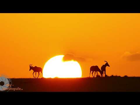 Ein Tag auf Fotosafari in Kenia in der Massai Mara.