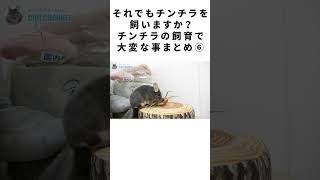 それでもチンチラを飼いますか？チンチラの飼育で大変な事まとめ⑥  #Shorts