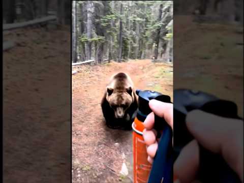 Shocking bear attack caught on camera #shocking #closecall #bear