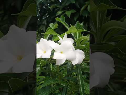 Bunga kemboja putih bersih, mekar cantik..bunga itu penyeri #pencintabunga #bungakemboja #shorts