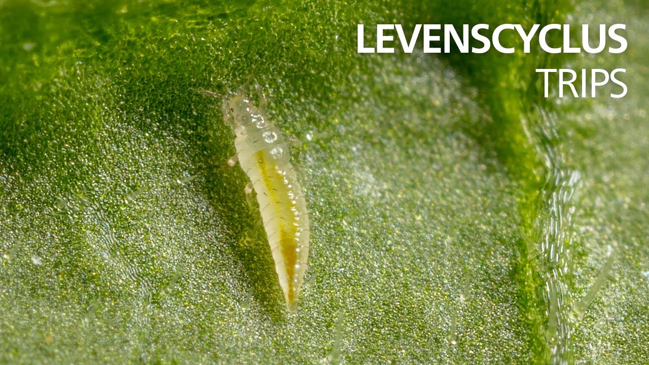 Video preview poster