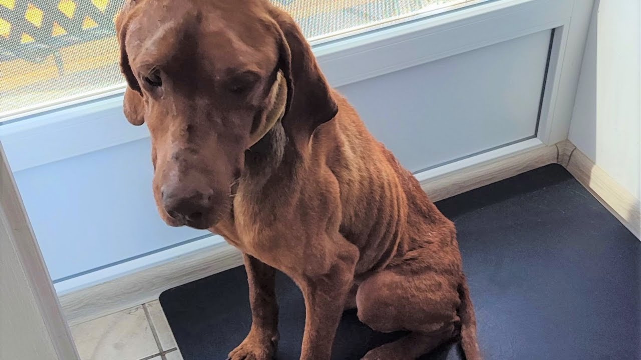 Watch video Rescue of a Hungarian Vizsla - Dumped and Starved Now Rescue of a Hungarian Vizsla - Dumped and Starved