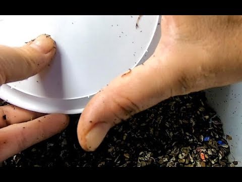 Hide and Seek with Worms- cocoon only bins