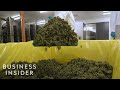 What It's Like Inside A Canadian Marijuana Greenhouse