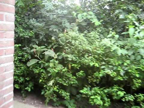 Virtuele rondleiding door ons sportpark It Joo