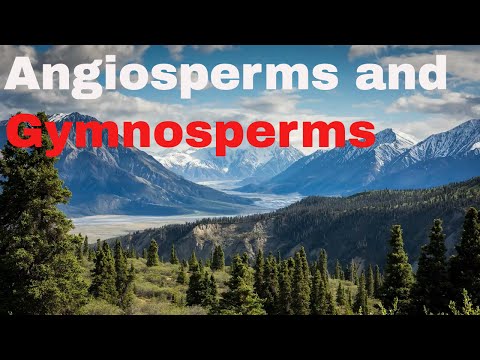 Difference between angiosperm and gymnosperm plants