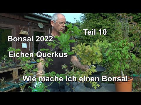 Bonsai 2022 Teil 10 Wie macht man einen Bonsai. Heute Eichen vorbereiten zum Bonsai